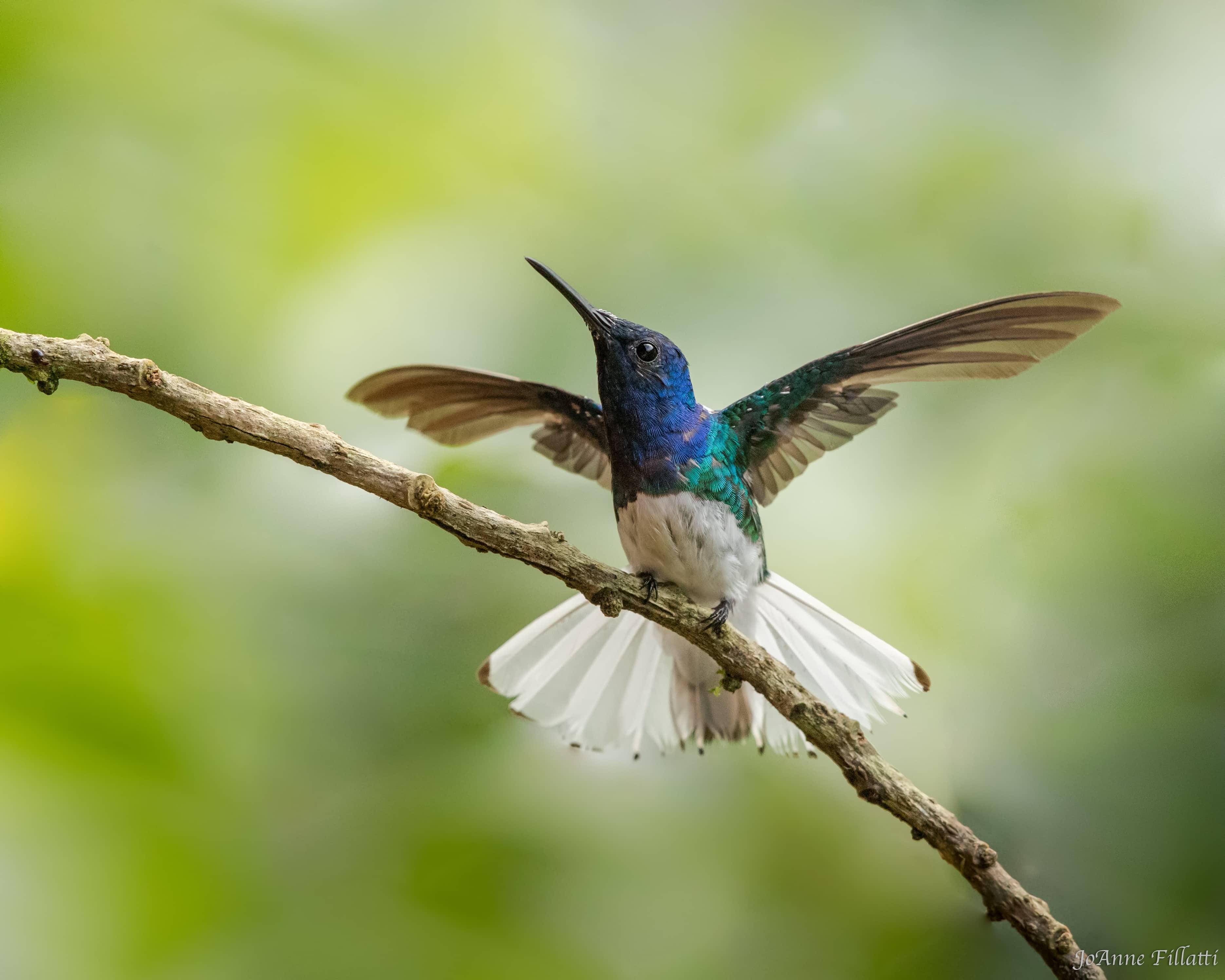 bird of ecuador image 35